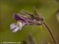 Chaenorhinum rubrifolium