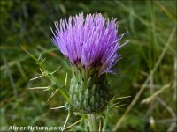 Cirsium monspessulanum