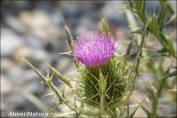 Cirsium odontolepis