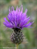 Cirsium pyrenaicum