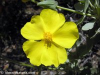 Cistus atriplicifolius