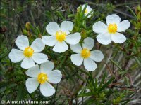 Cistus clusii
 ssp multiflorus