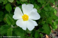 Cistus salviifolius