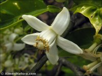 Citrus paradisi