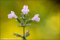 Clinopodium nepeta