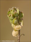 Clypeola jonthlaspi
 ssp microcarpa
