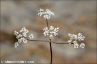 Conopodium bunioides