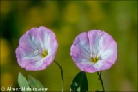 Convolvulus arvensis