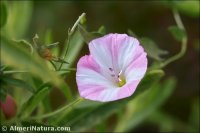 Convolvulus arvensis