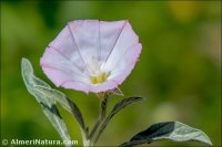 Convolvulus lineatus