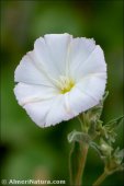 Convolvulus lineatus