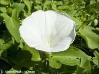 Convolvulus sepium