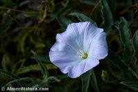 Convolvulus valentinus