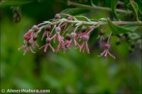 Coriaria myrtifolia