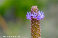 Coris monspeliensis
 ssp fontqueri