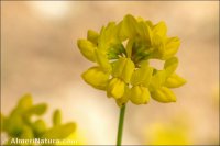 Coronilla glauca