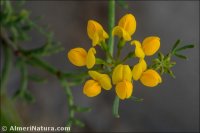 Coronilla talaverae