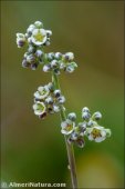 Corrigiola telephiifolia