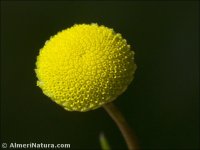 Cotula coronopifolia