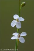 Crambe filiformis