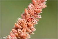 Crassula campestris