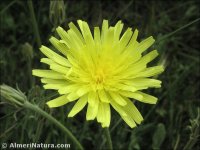 Crepis albida