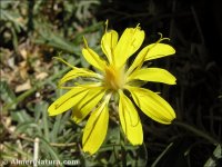 Crepis oporinoides