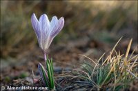 Crocus nevadensis