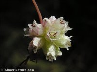 Cuscuta epithymum