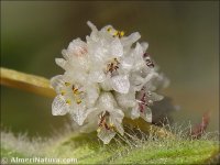 Cuscuta planiflora