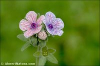 Cynoglossum creticum