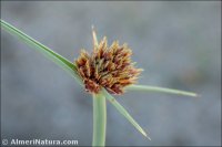 Cyperus capitatus