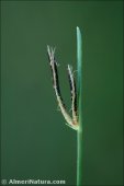 Cyperus distachyos