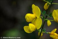 Cytisus arboreus
 subsp. catalaunicus