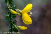 Cytisus grandiflorus