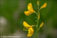 Cytisus scoparius
 ssp reverchonii