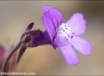 Chaenorhinum grandiflorum
 subsp. carthaginense