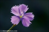 Dianthus charidemi