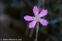 Dianthus lusitanus
