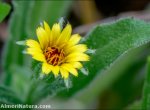 Calendula tripterocarpa