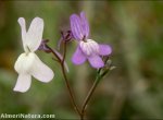 Linaria nigricans