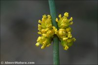 Ephedra fragilis