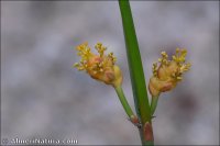 Ephedra nebrodensis