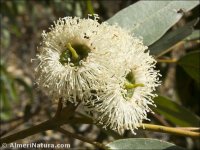 Eucalyptus globulus
 ssp maidenii