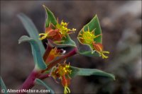 Euphorbia dracunculoides subsp. inconspicua