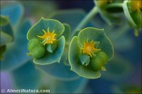 Euphorbia medicaginea