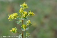 Euphorbia nevadensis