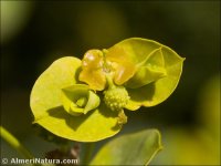 Euphorbia paniculata
