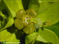 Euphorbia squamigera