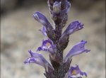 Orobanche olbiensis